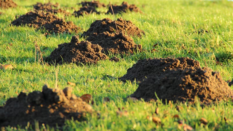 Expert Mole Control