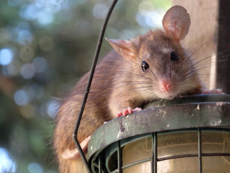Rodent Control