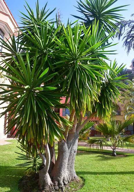 The Tenacious Yucca: A Thorny Challenge for Australians