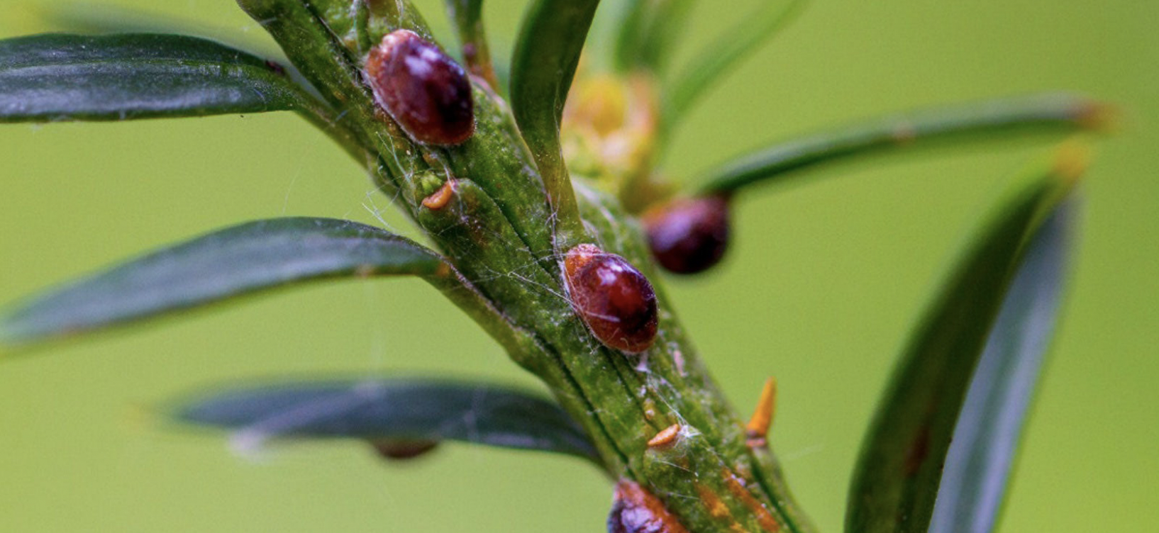 Scale Infestations in Australia: A Comprehensive Guide to Identification and Treatment