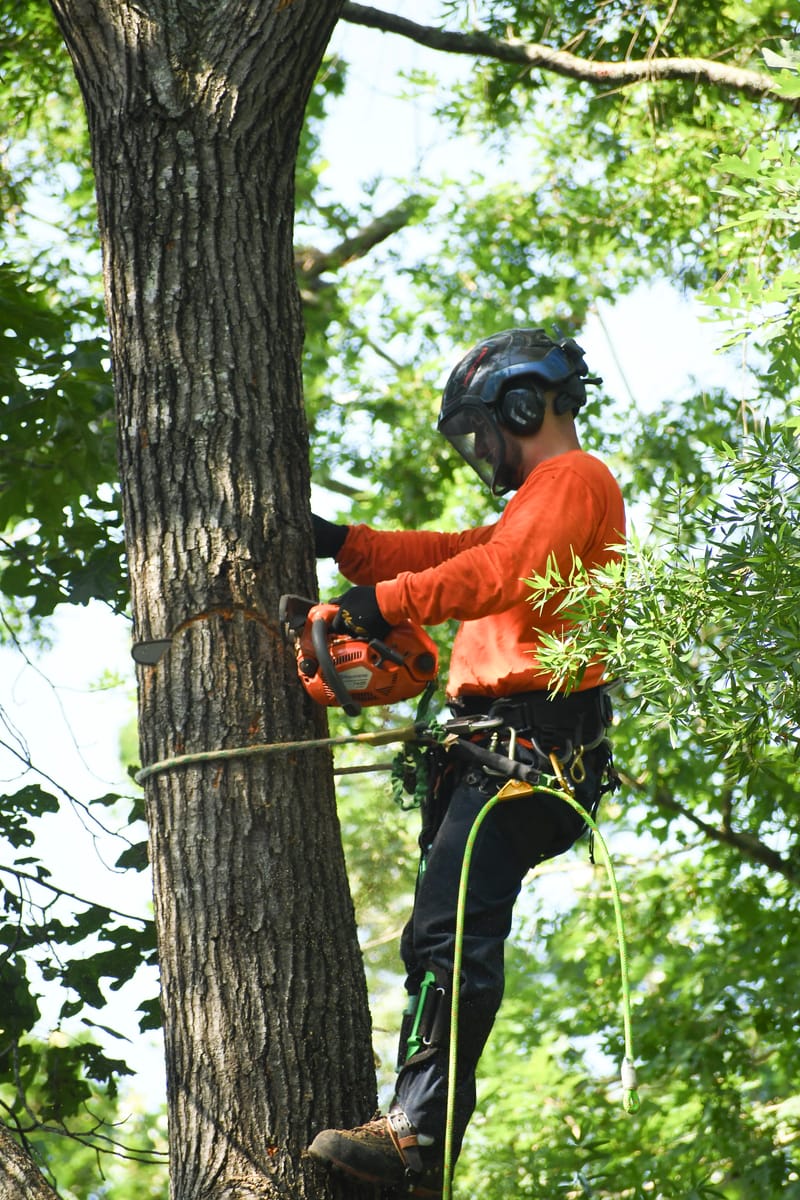 Tree Trimming