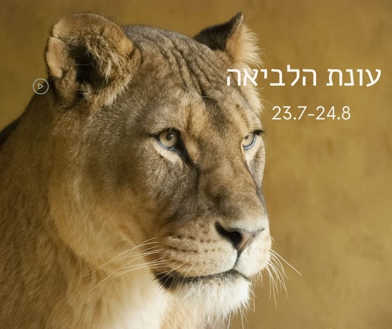 עונת הלביאה 23.7- 24.8