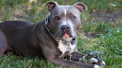 Qualities to Look for in a Good Pit Bull Breeder image