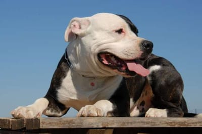 What You Should Consider When Choosing a Reputable Pit-Bull Bully Breeder  image