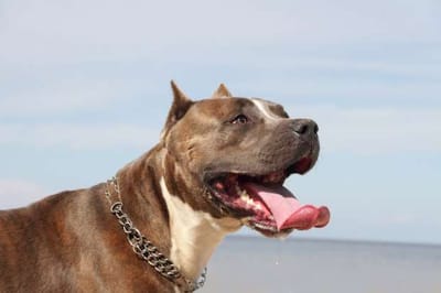 Tips to Consider When Choosing a Reputable Pit-Bull Bully Breeders  image