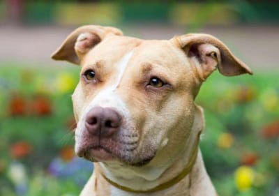 How to Determine and Pick a Credible Pitbull Bully Breeder image