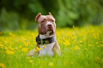 A Few Things that You Must Know Regarding Those Pitbull Bully Breeders image