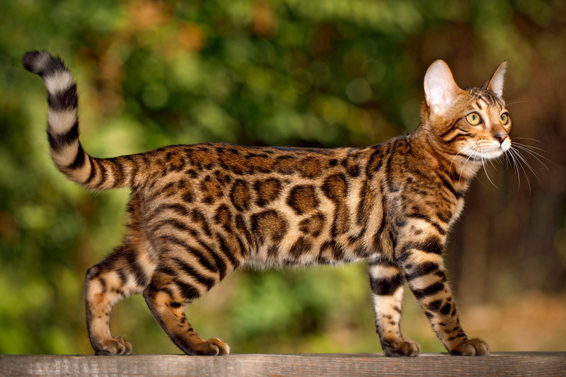 Bengal Cat Information and Personality Traits