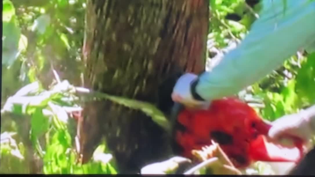 なかなかカメラが入る事がない　山での作業