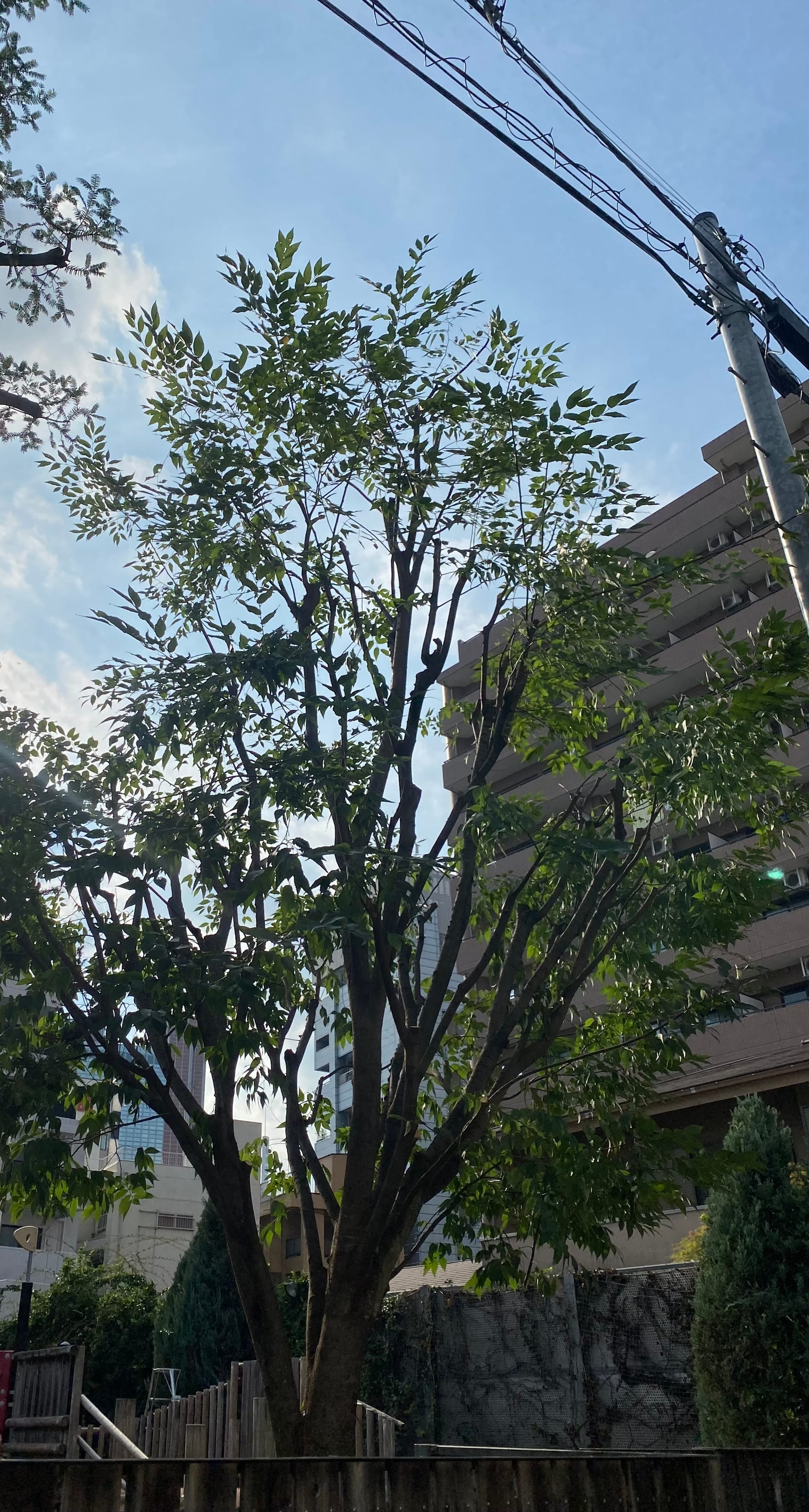 もみの木保育園 太子堂　世田谷区