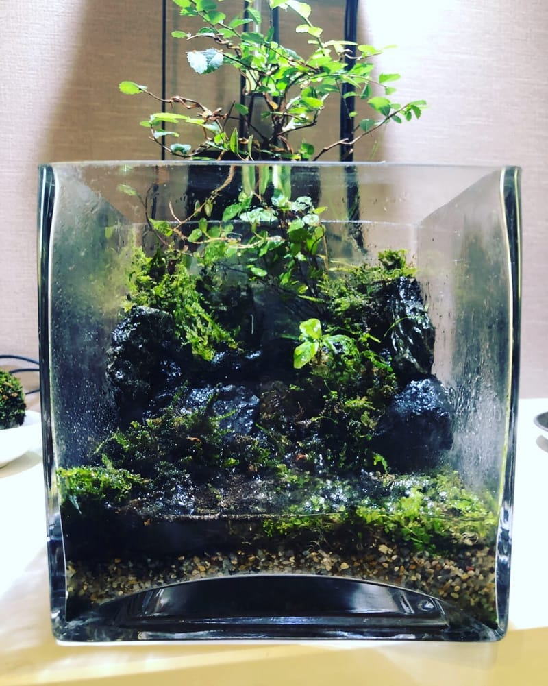 水槽 Mini ミニNAセット 150 発売のお知らせ | ADA - NEWS RELEASE