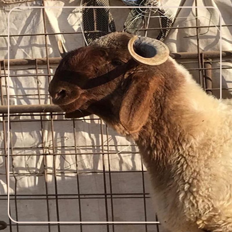 ذبايح نعيمي