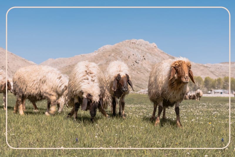 ذبايح شفالي