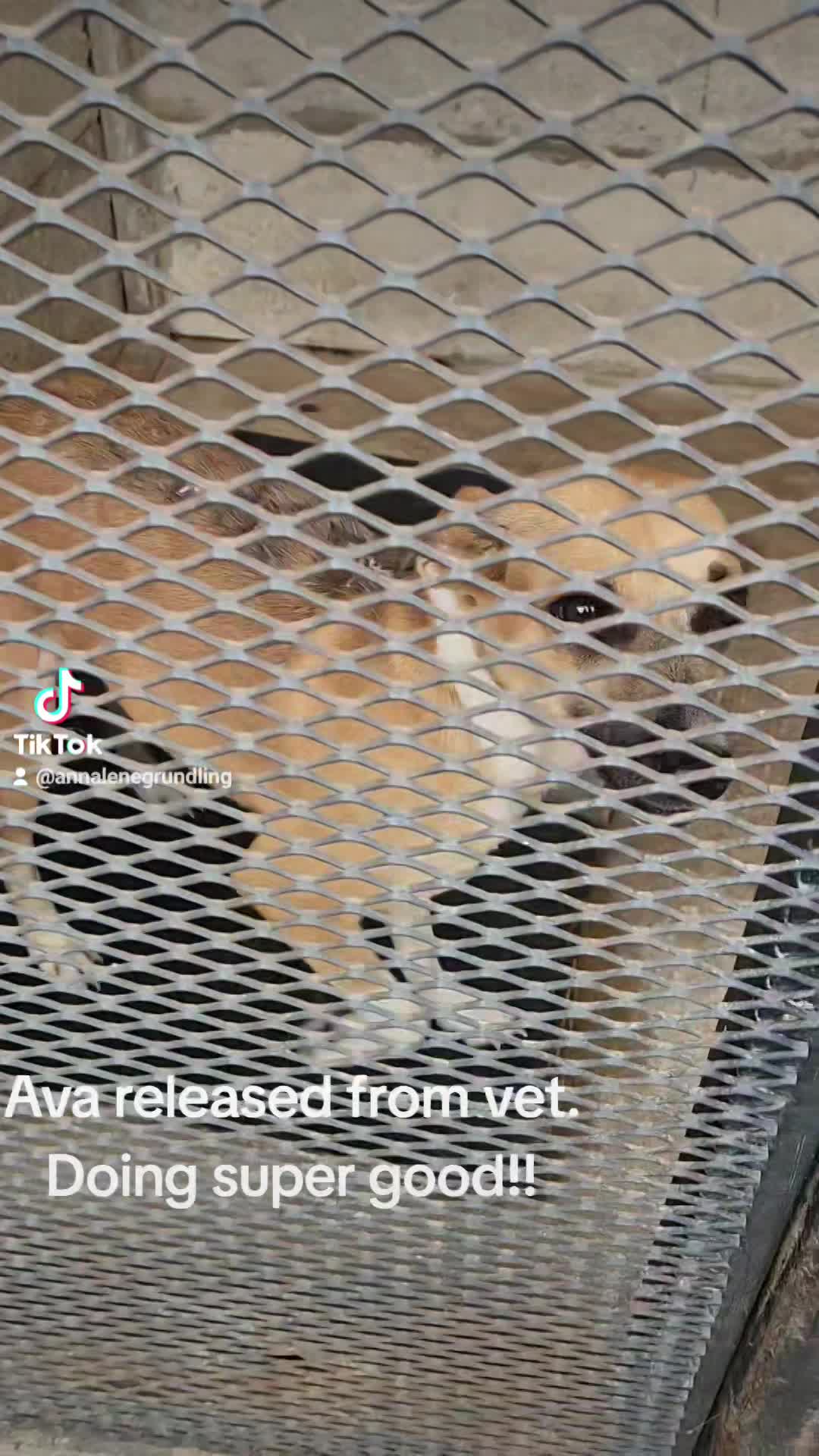 Ava is released from vet