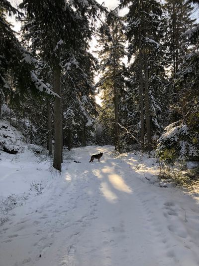 Veier inn - og veier ut av ubehag