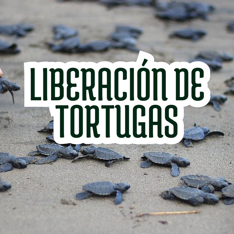 LIBERACIÓN DE TORTUGAS