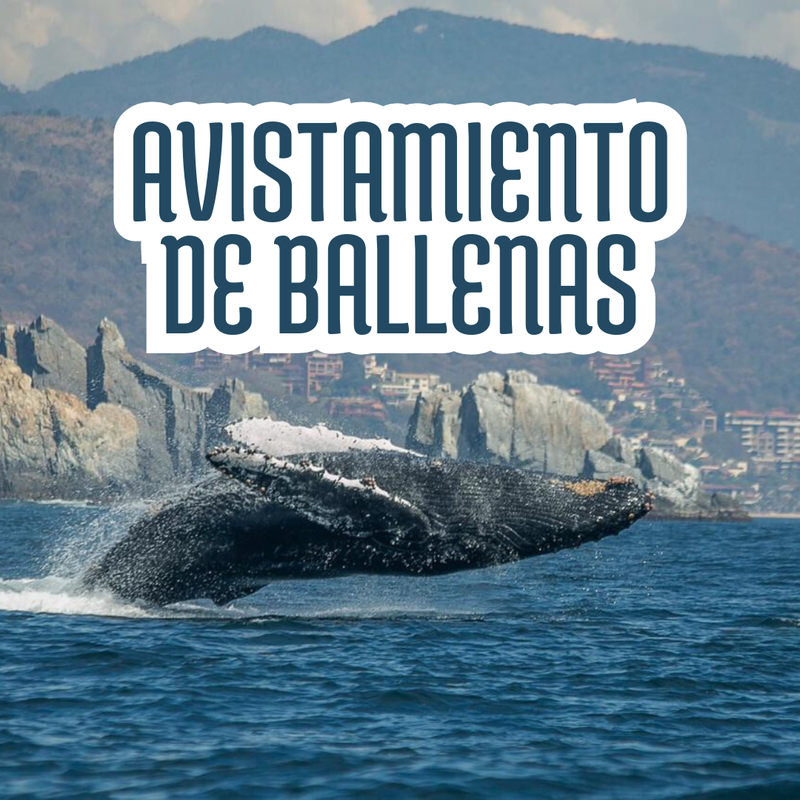 AVISTAMIENTO DE BALLENAS