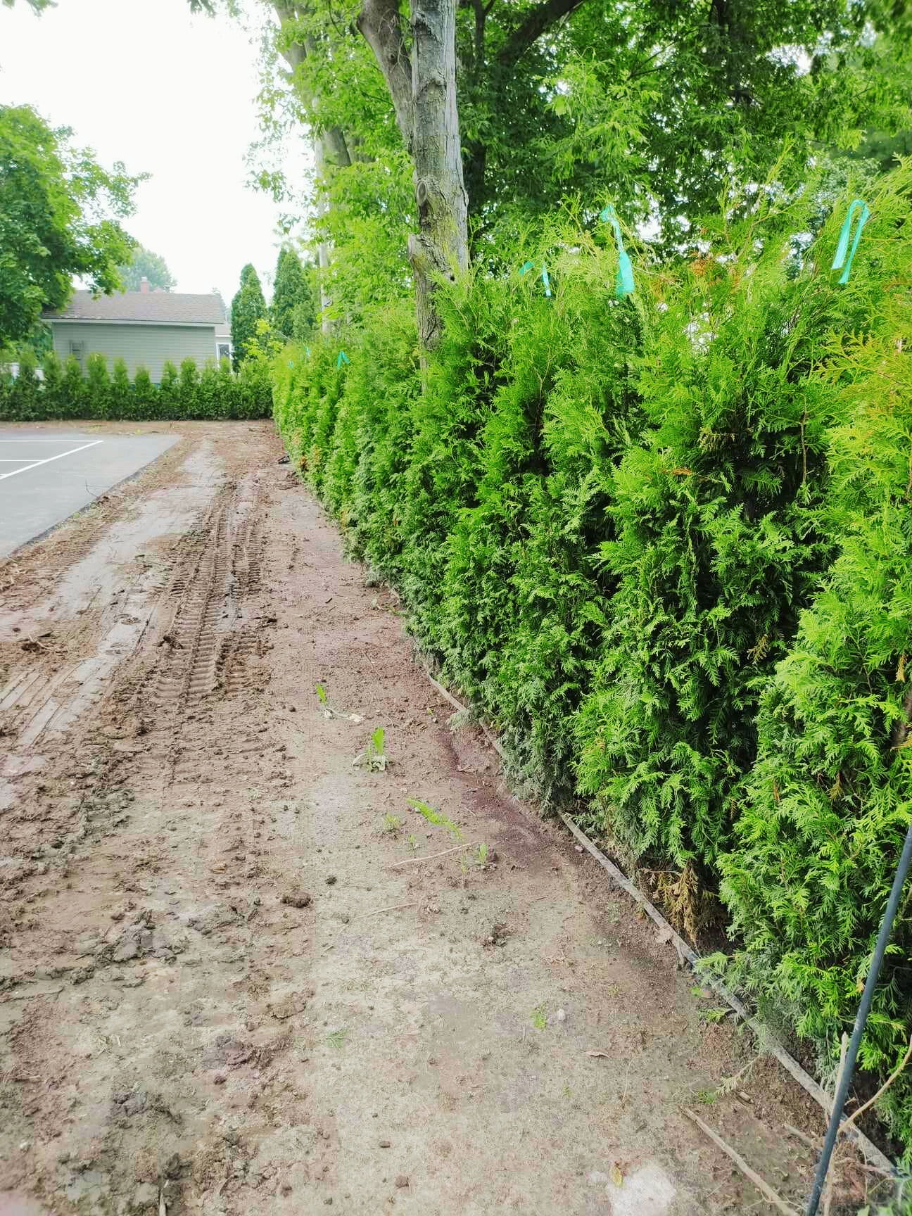 Plantation de haie de cèdre