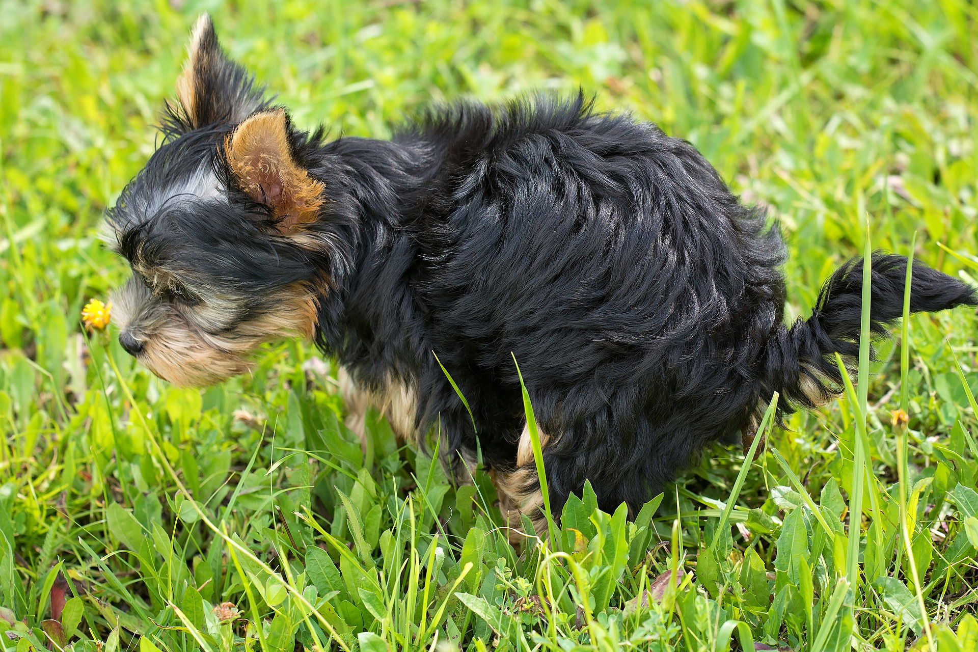 Potty Training a Puppy