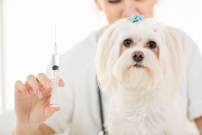 Prepare Your Dog for a Visit to the Veterinarian