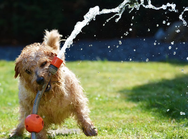 Puppy Training Classes