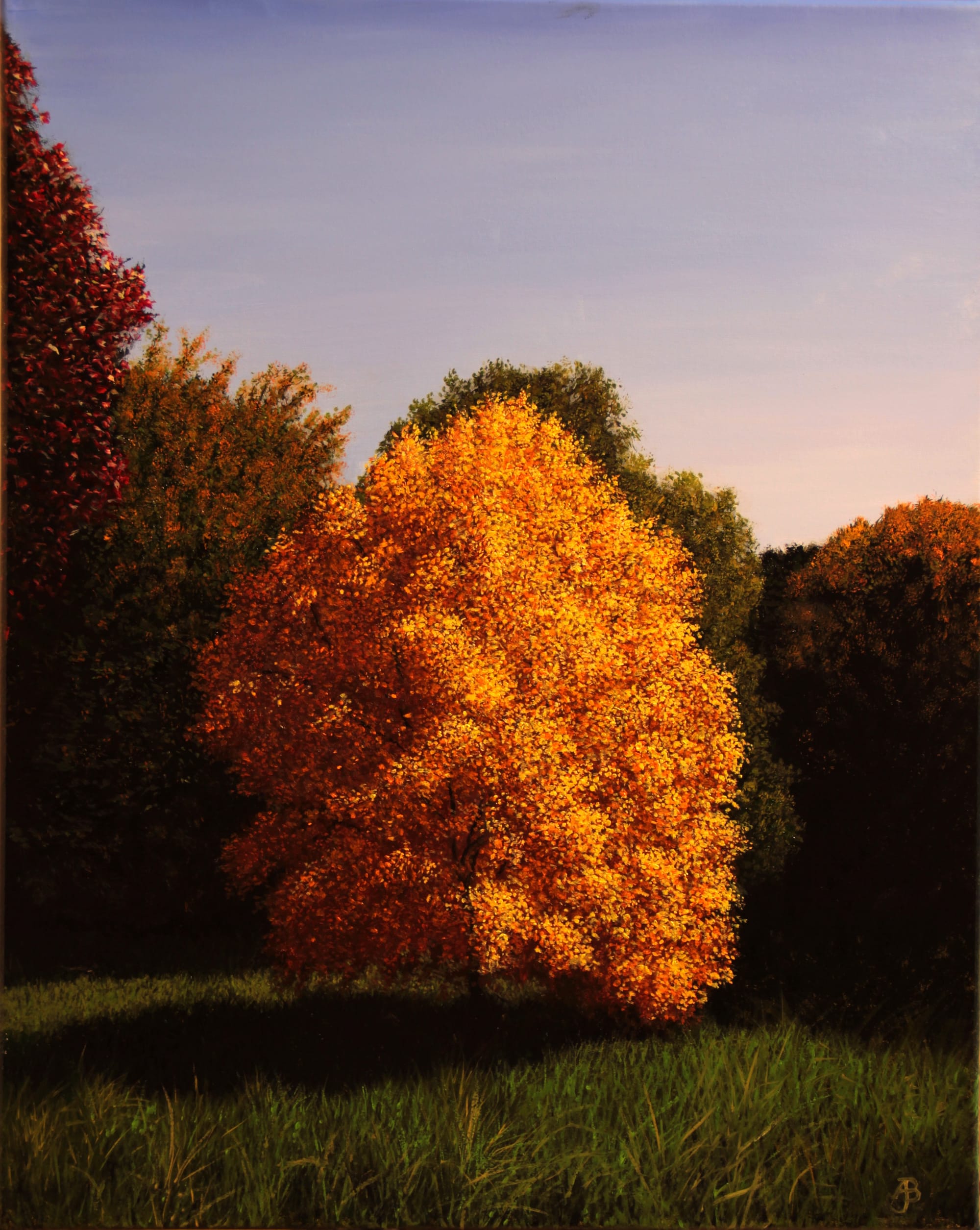 Autumn Tree In Sunlight