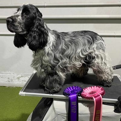 09.03.24 Valpeshow Drammen Hundepark