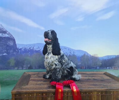 Utstilling april/mai 2024