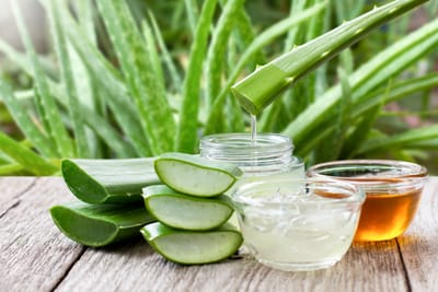 aloe vera the miracle healing plant