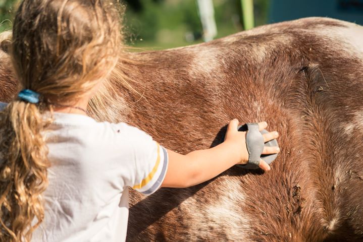 Horsekid
