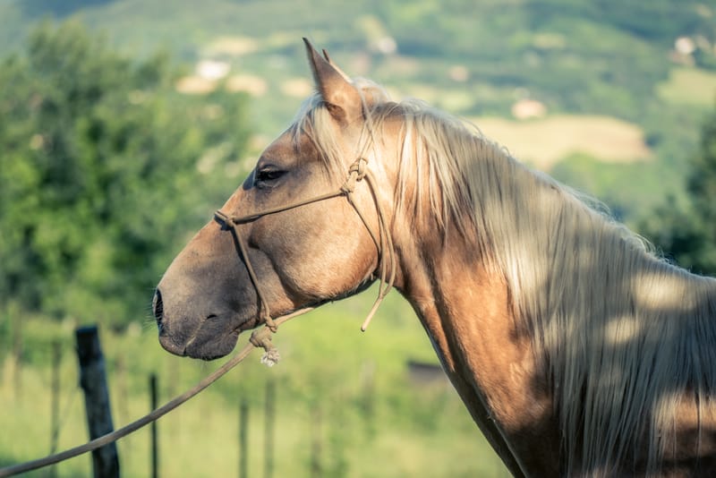 HORSEFULNESS