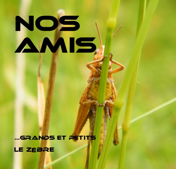 Nos amis