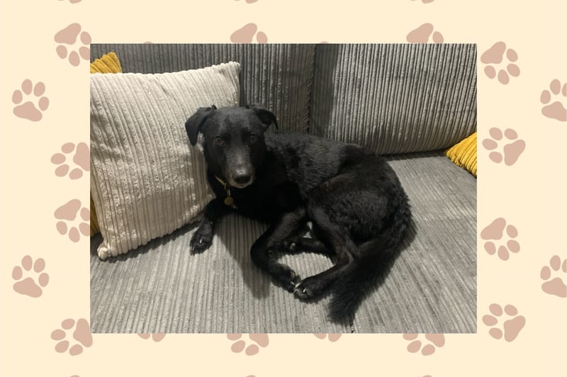 Dog Friendly Accommodation