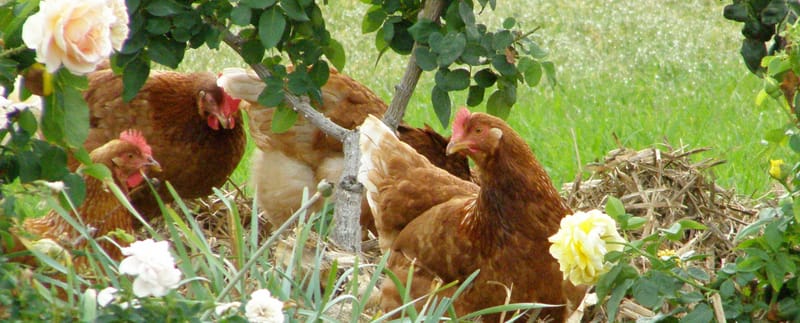 Nos Eleveurs Plein AIR