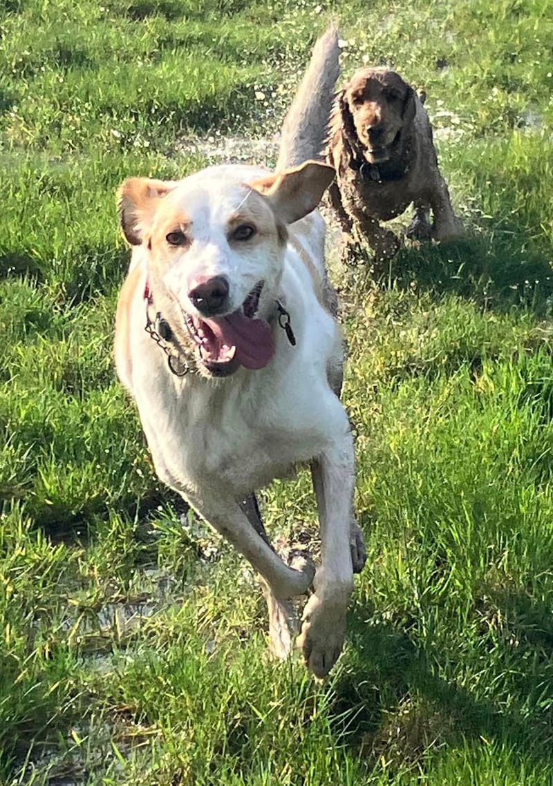 Secure Dog Field: Fido Fields at Eastoft