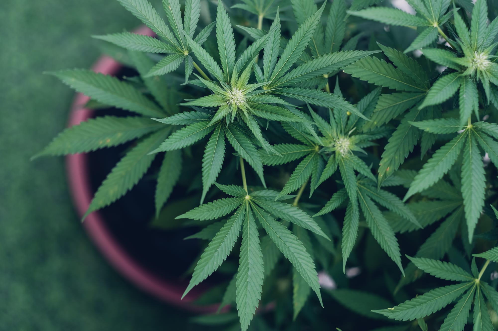 What Makes Africa Particularly Suited for Cannabis Cultivation?