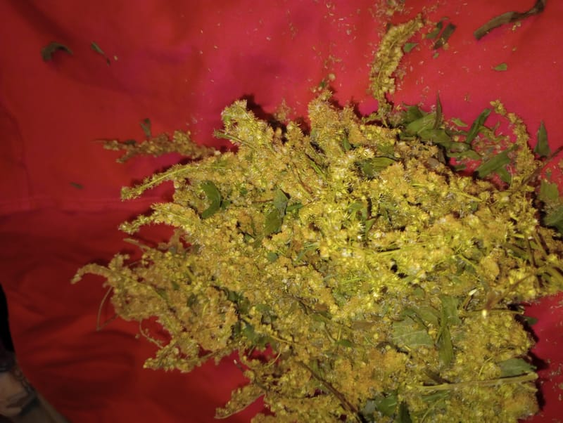 Lodi Peddlers Fest: 8/17th 9 am-4pm