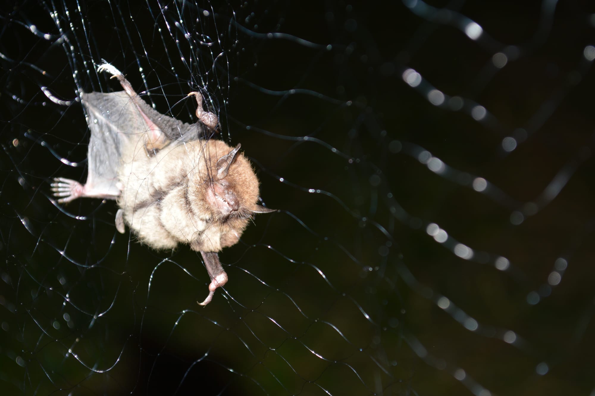 Denevérek a Bakonyban esti terepi foglalkozás