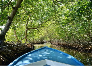 ROATAN ISLAND ADVENTURE, EAST END & MANGROVES TOUR  $69 Pp