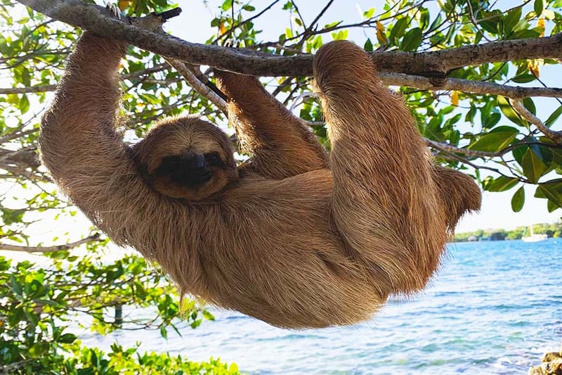Monkeys And sloths & chocolate and Rum Cake Beach Break $59PP