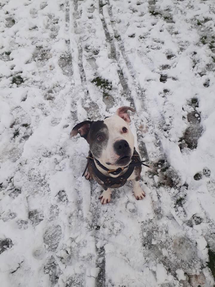 Dog Walking