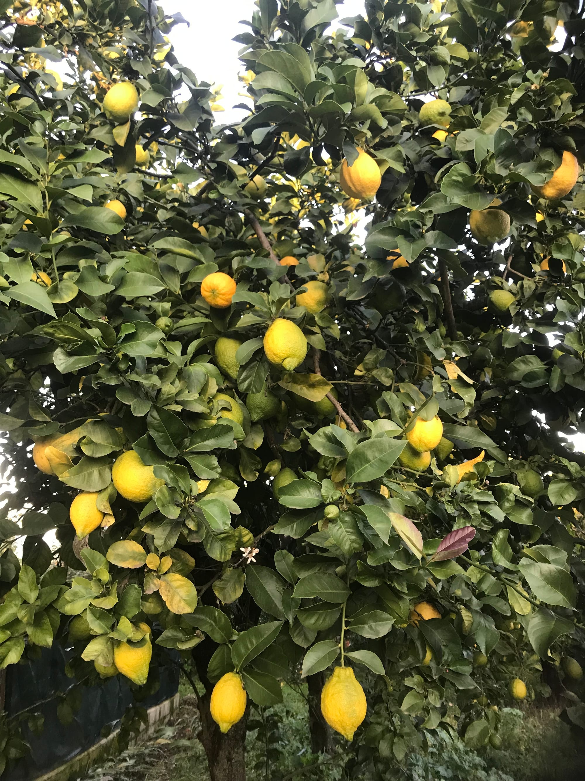 Citroenbomen op het erf 🍋