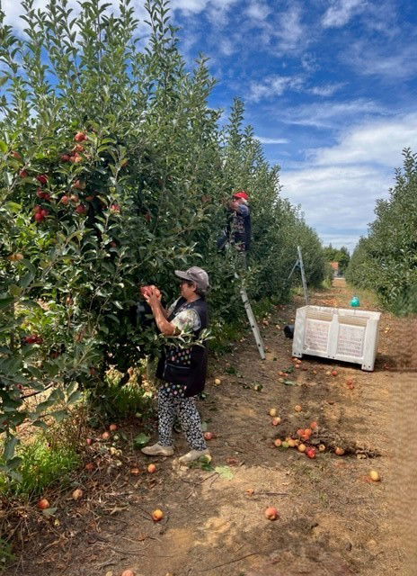 Appels oogsten