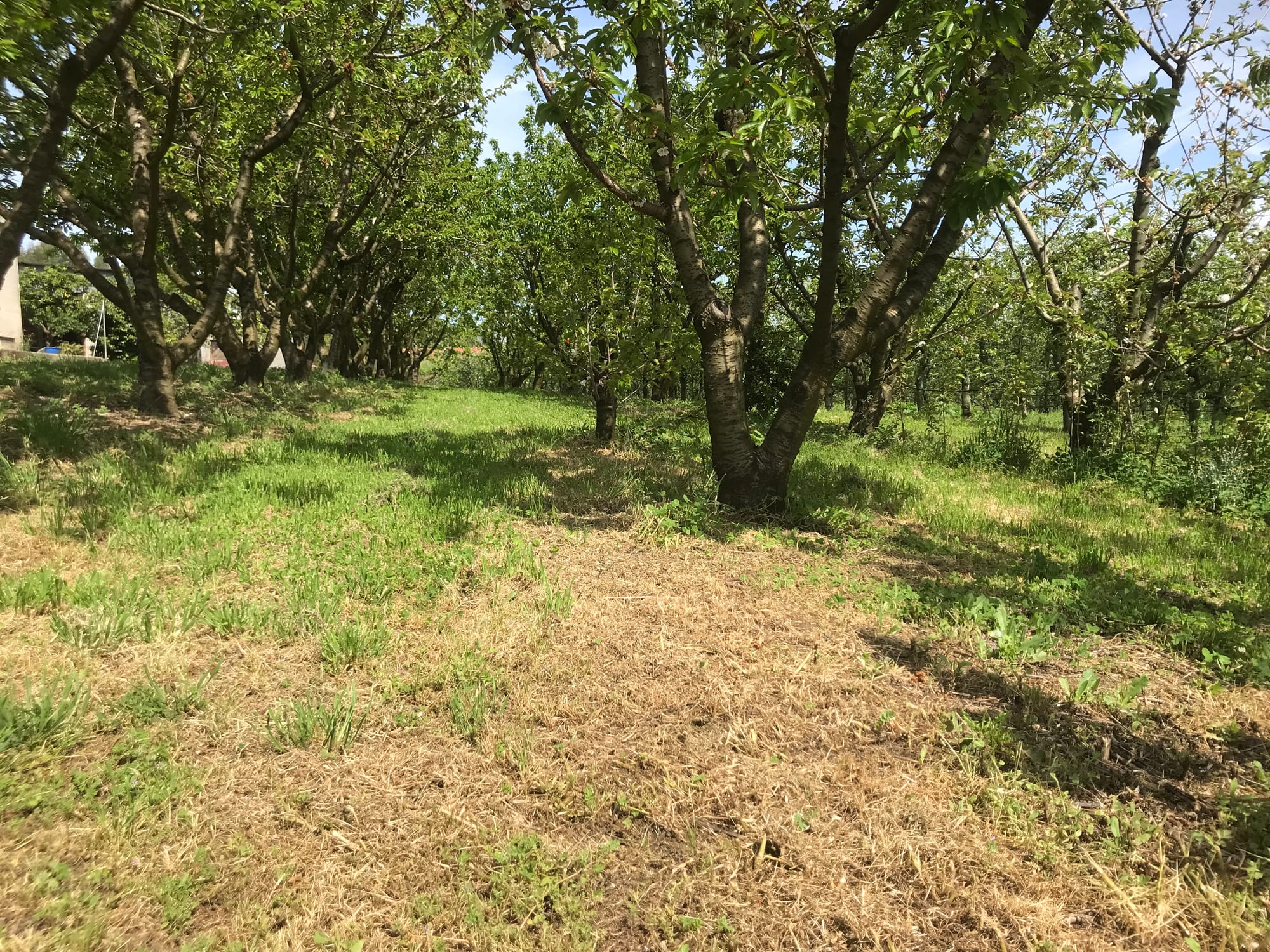 Kersenboomgaard, als achtertuin