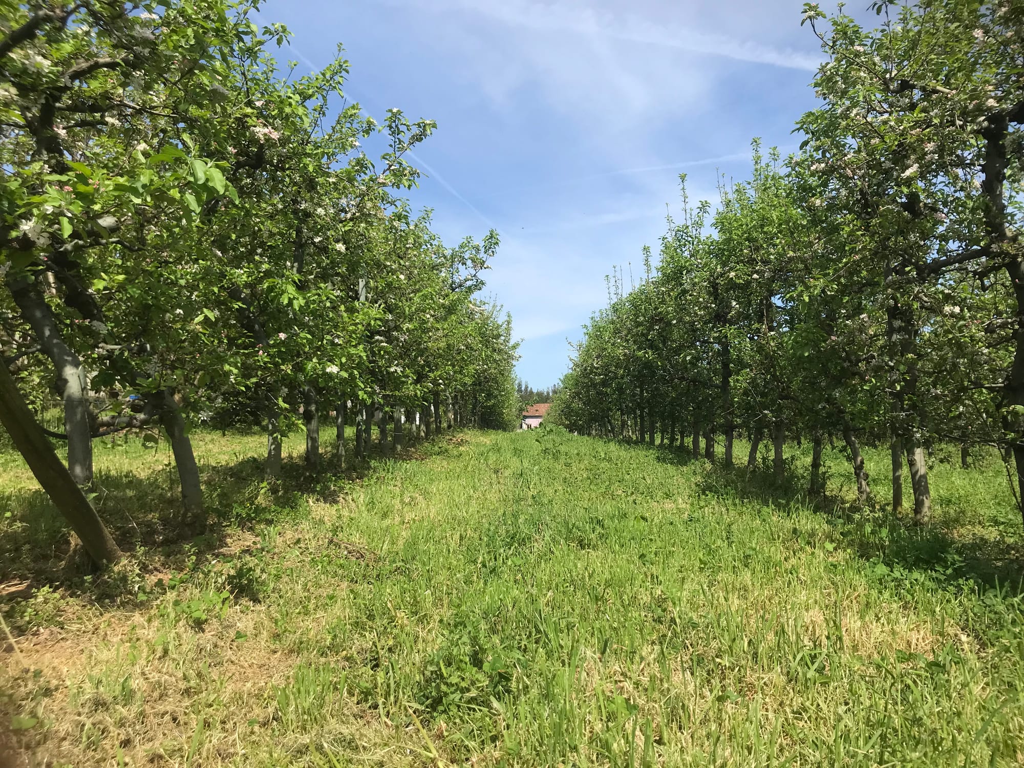 Appelboomgaard