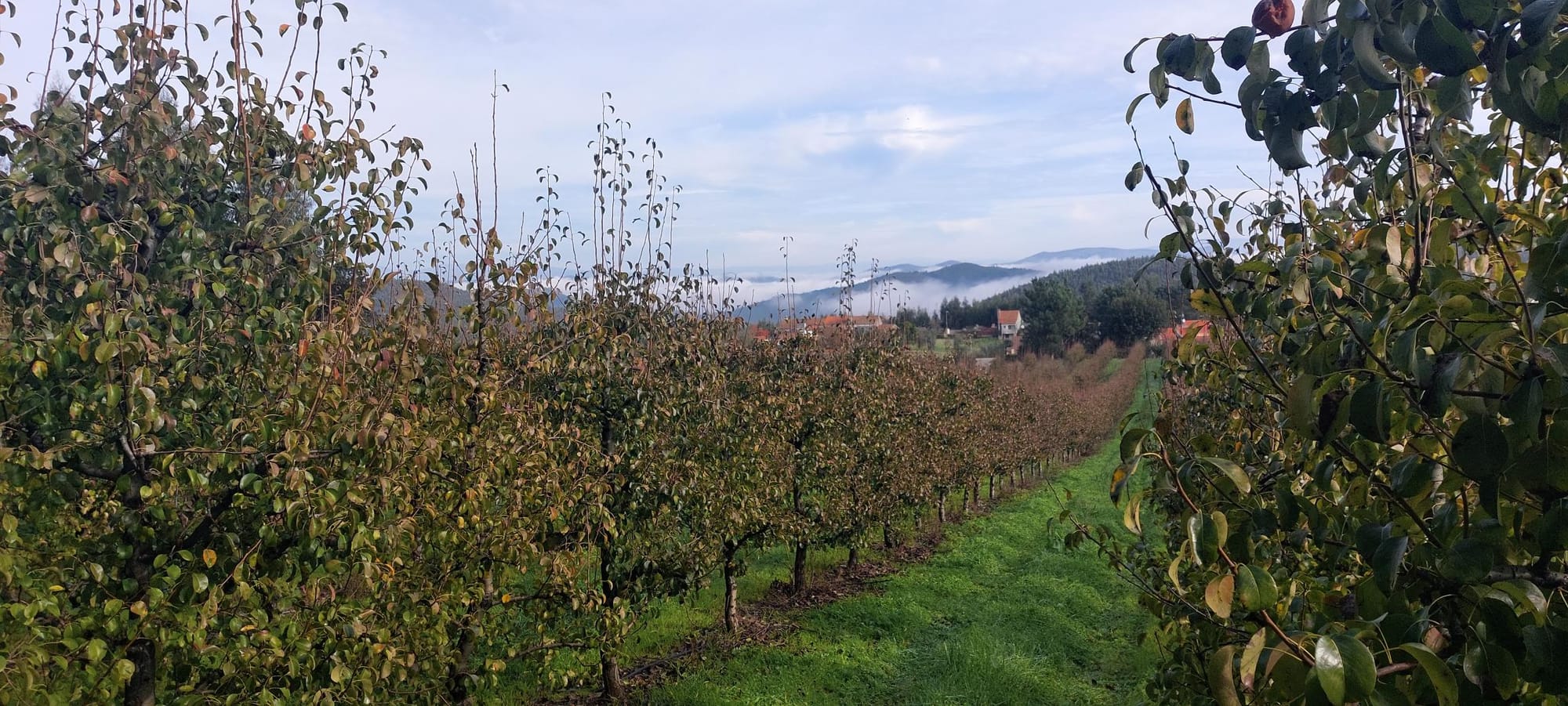 Perenboomgaard, 100m van Quinta Pura Natura