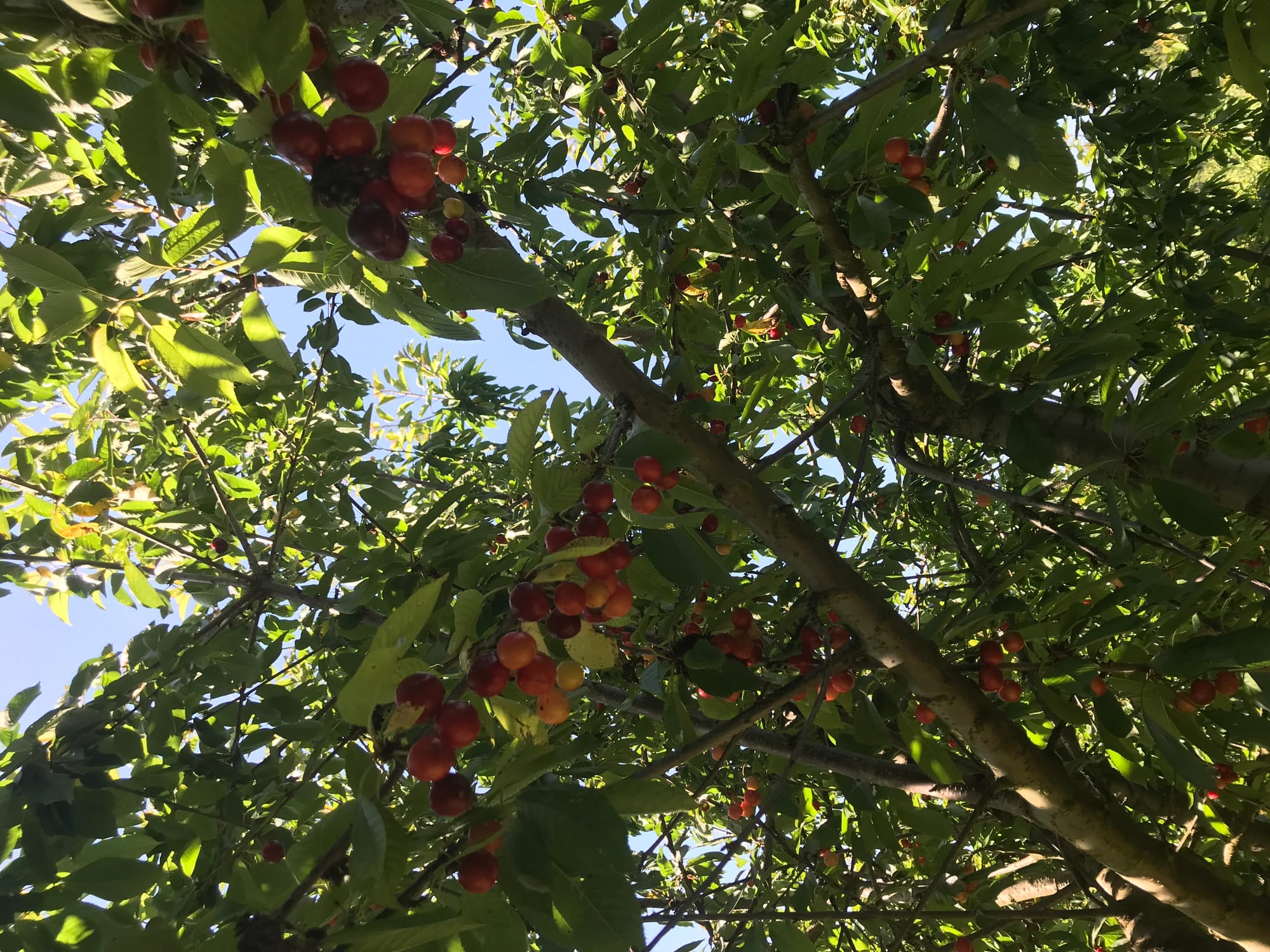 Kersenbomen 🍒