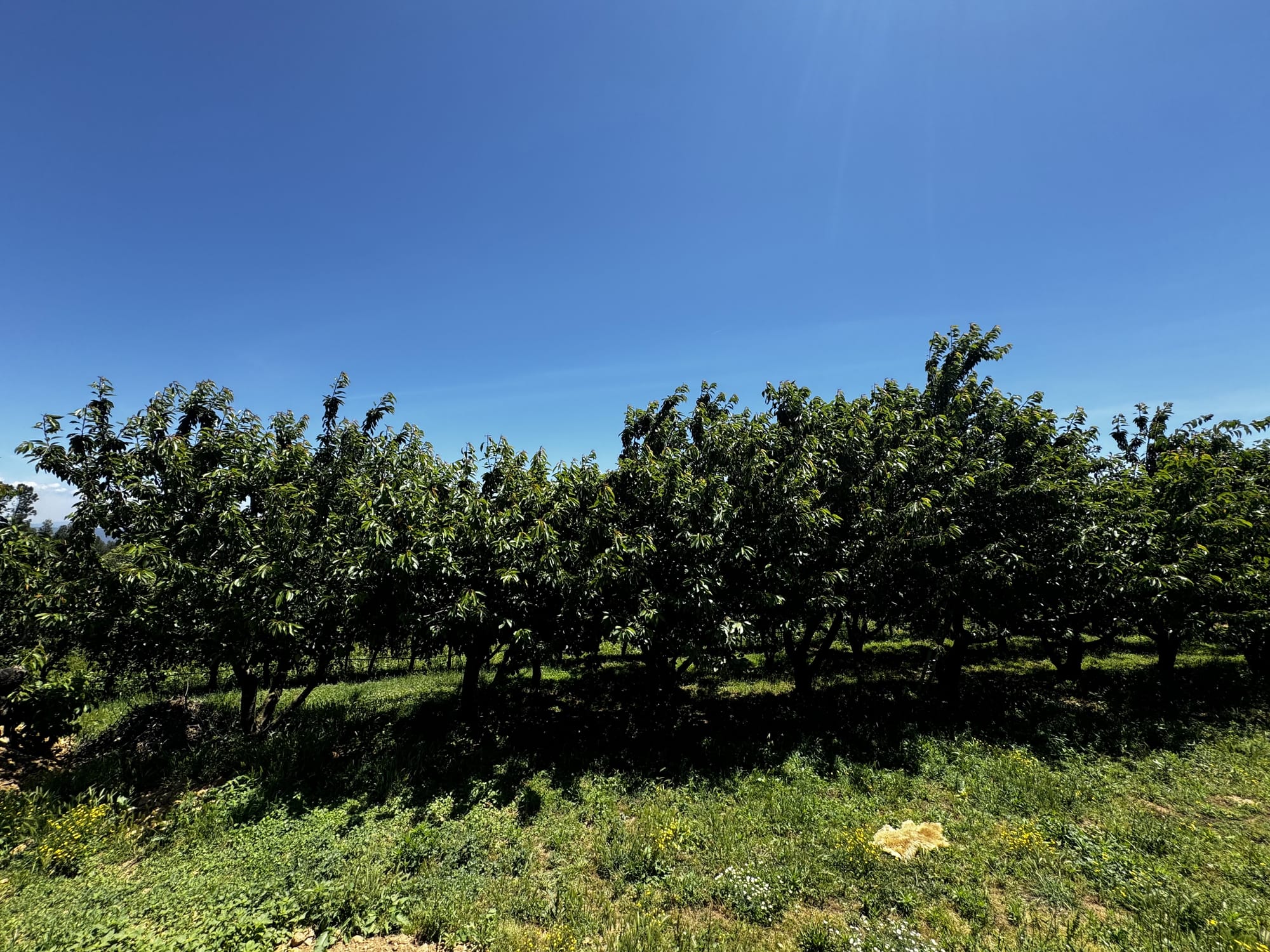 Kersenboomgaard 🍒