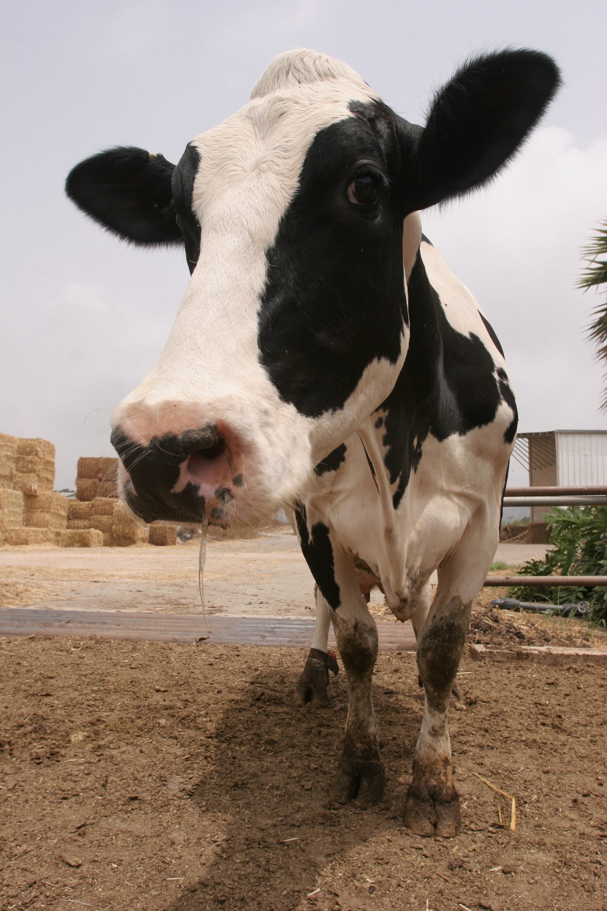 פרת חליבה | A milking cow