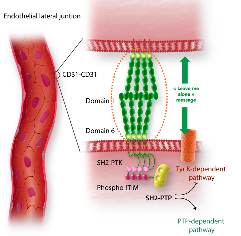 CD31